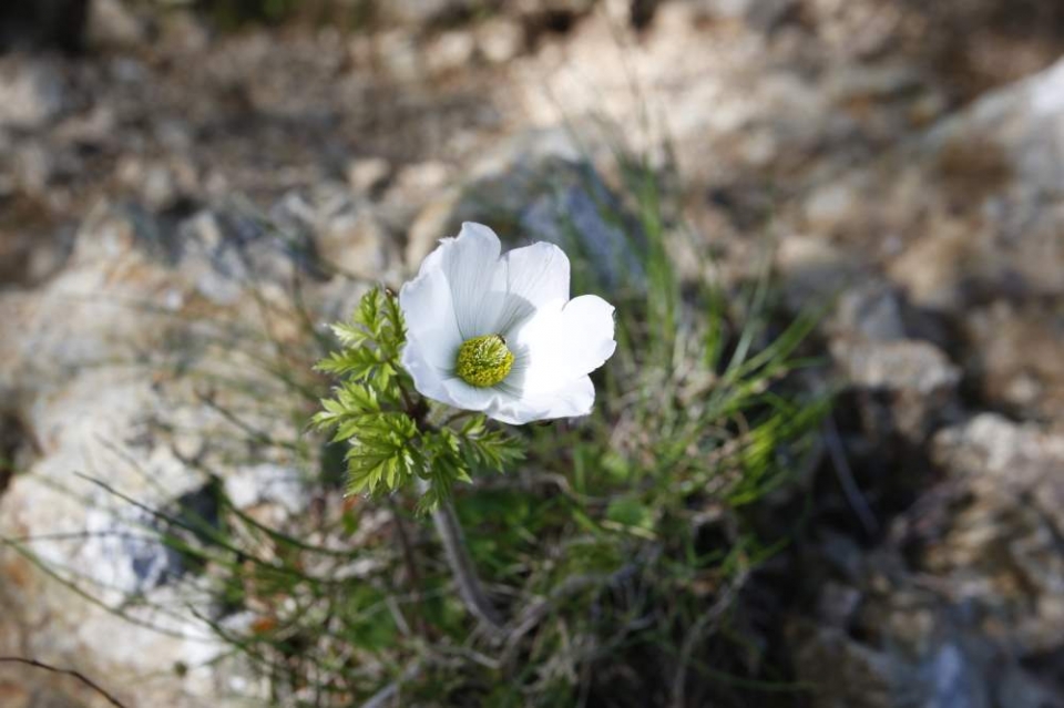 Le mirabolanti fioriture primaverili del monte Penna (e pranzo vegetariano al Cielo di Strela)