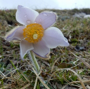 Foto Augusto Ferrari