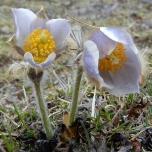 Foto Augusto Ferrari