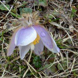 Foto Augusto Ferrari