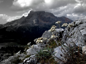 Gruppo di stelle alpine e, sullo sfondo, la Croda rossa (foto Jenni Guarnieri)