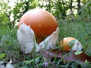 L'ovulo (foto Roberto Dellapina)