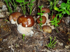 Famigliola di porcini (foto Fungodiborgotaro.com)