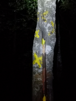 Il faggio che si è mangiato un palo (foto Luca Bertolotti)