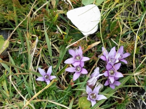 Genzianella (foto Fabio Cavazzini)