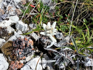 (foto Fabio Cavazzini)