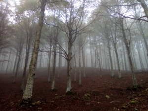 (foto Silvia Gallinella)