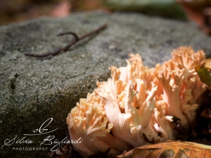 (foto Silvia Bigliardi)