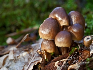 (foto Silvia Bigliardi)