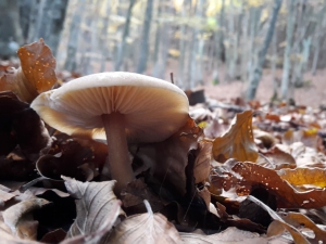 (foto Francesca Corsi)