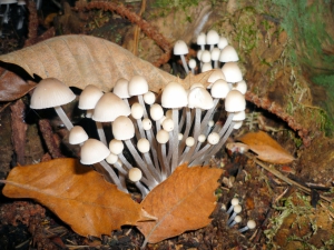 (foto Giuliano Mortali)