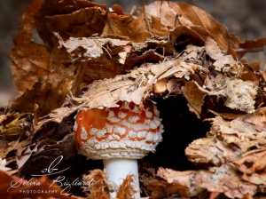 (foto Silvia Bigliardi)