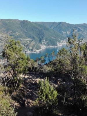 La macchia di Punta Mesco (foto Fabiana Delsignore)