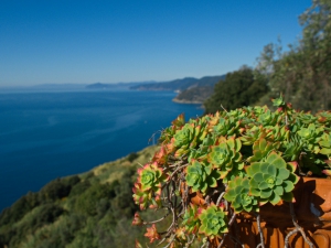 Euforbia (foto Irena Nekrasova)