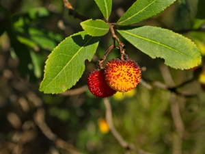 Corbezzole mature (foto Irena Nekrasova)