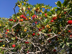 I colori del corbezzolo
