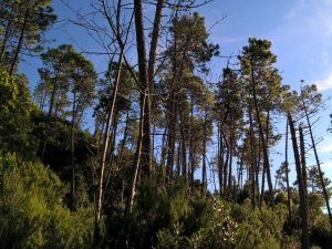 La macchia mediterranea (foto Daniela Tarlocco)