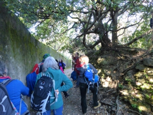 L'abbraccio del pitosforo e dell'ulivo (foto Giuseppe Burani)