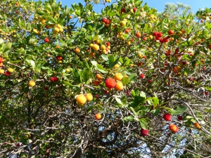 (foto Giuseppe Burani)