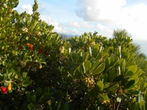 Bianco, rosso e giallo (e verde e blu)