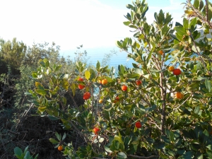Il giallo e il rosso dei corbezzoli