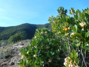 Corbezzoli sotto punta Baffe