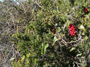 Il bel frutto (tossico) dello stracciabraghe