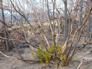 La forza del corbezzolo (foto Alessandro Morini)