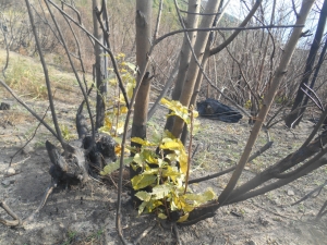 Anche il castagno ributta