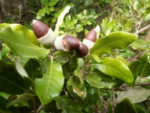 Leccio (foto Alessandro Morini)