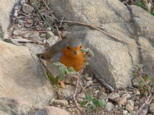 Ma la vita continua... (foto Alessandro Morini)