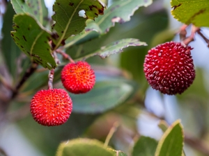 Gli ultimi corbezzoli (foto Cesare Groppi)