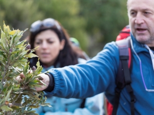 Si parla di lecci (foto Cesare Groppi)