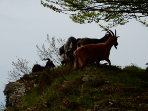 (foto Augusto Ferrari)