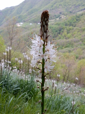 L'asfodelo, che ci ha accompagnato per tutto il giorno (foto Augusto Ferrari)
