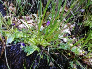 L'habitat torbiera, dove vive la Pinguicula