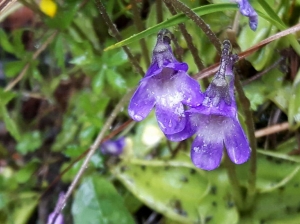 Particolare del fiore (foto Stefano Granelli)
