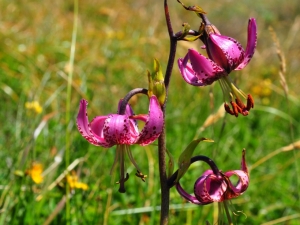 Stupendo giglio martagone (foto di Francesca Guzzinati)