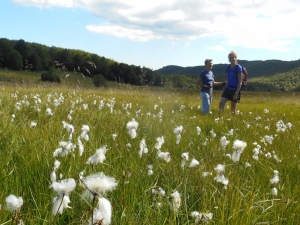 Fioritura di eriofori al Prato Grande