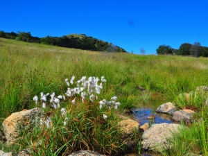 Eriofori nella torbiera di Prato Grande (foto di Francesca Guzzinati)