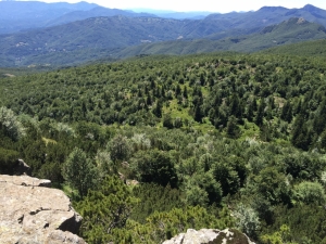Terrazzo panoramico sulle tane del Nero, coi secolari abeti (foto Monica Manni)
