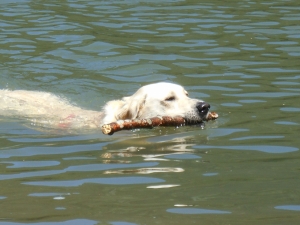 Noce e il bagnetto al lago Nero