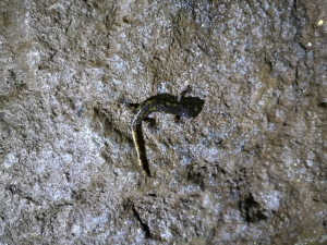 Piccolo abitante della grotta