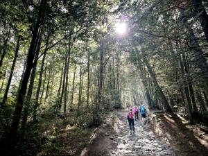 Nella faggeta (foto Paola Azzali)