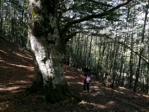 Faggio secolare nel bosco sopra al lago
