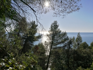 Pini d'Aleppo sul mare