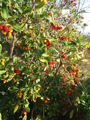 (foto Nicoletta Corradi)