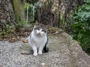 I dolcissimi abitanti di Schiara (foto Paola Salvanelli)