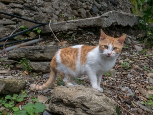 (foto Paola Salvanelli)