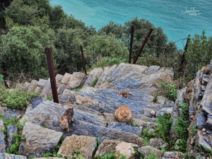 Gli scalini tra Schiara e il suo mare (foto Andrea Franchi)